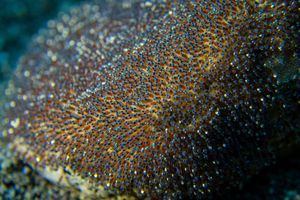 Purple Encrusting Bryozoan