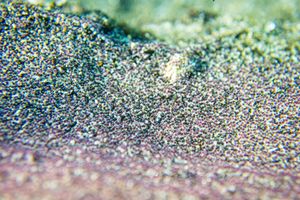 Microcystis aeruginosa