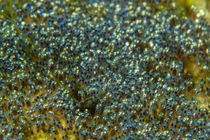 Northern Saddleback Anemonefish