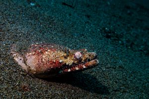 Reptilian Snake Eel