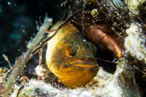 Black-finned Snake Eel