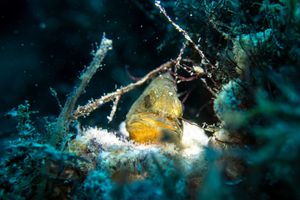 Red Lizardfish
