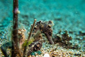 Great Seahorse