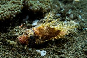 Dwarf Lionfish