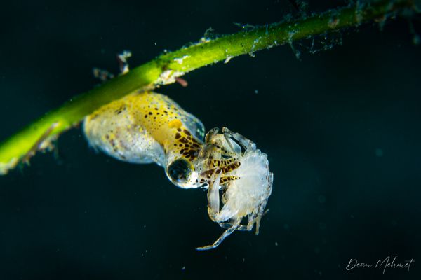 Malatapay encounter 45