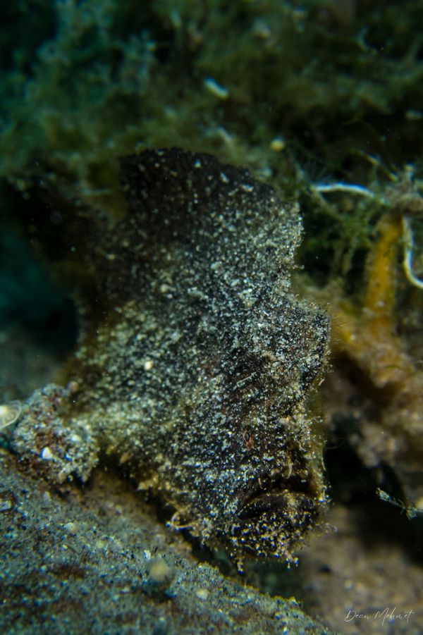 Malatapay encounter 49