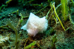 Spotted Foot Nudibranch