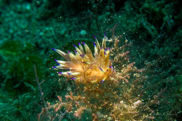 Black Diamond encounter 22
