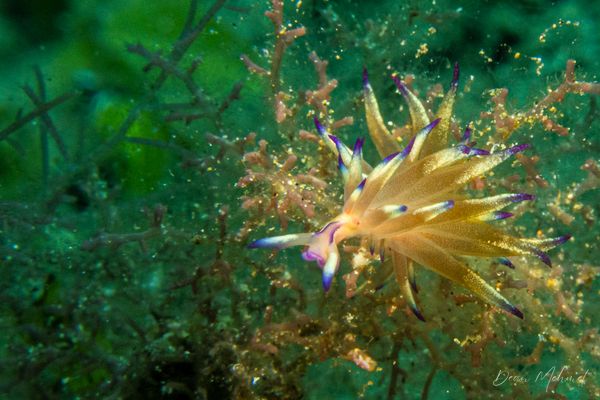 Black Diamond encounter 23