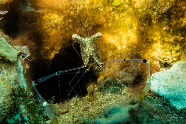 Black Diamond encounter 25