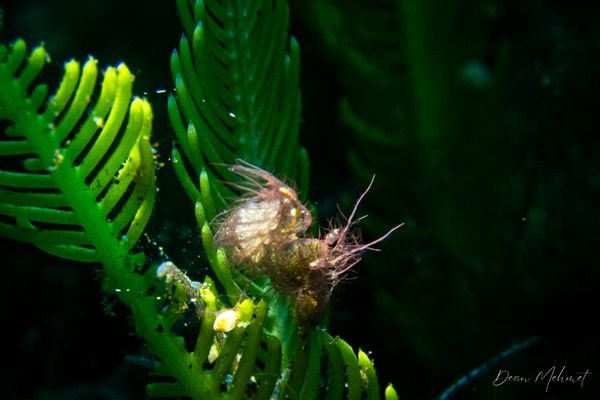 Black Diamond encounter 27