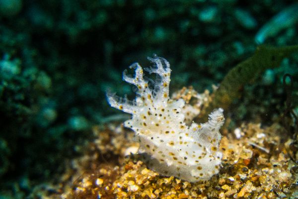 Black Diamond encounter 28