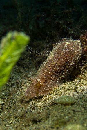 Pleurobranchus albiguttatus