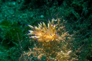 Unidentia aliciae