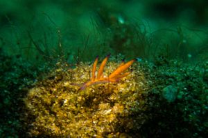 Porites-eating Nudibranch