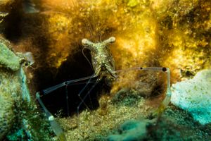 Glass shrimp