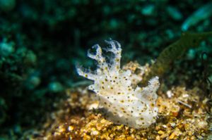 Tile's Sea Slug