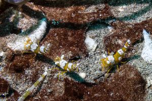 Squat Anemone Shrimp