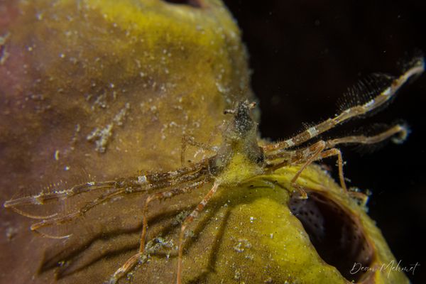 Critter Republic House Reef encounter 30