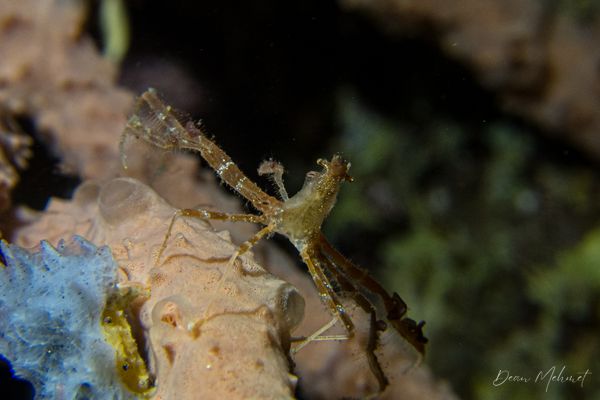 Critter Republic House Reef encounter 31