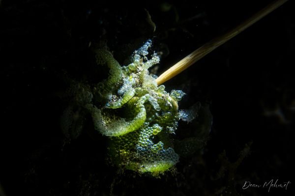 Critter Republic House Reef encounter 35