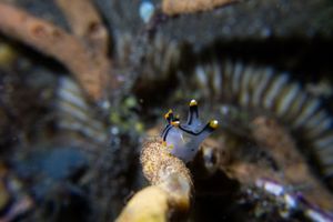 Thecacera picta