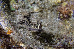 Quadrella