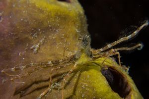 Japanese Skeleton Shrimp