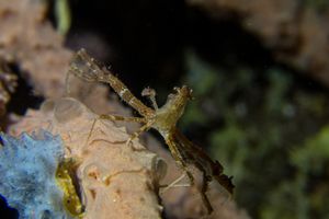 Japanese Skeleton Shrimp