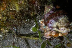 Anemone Hermit Crab