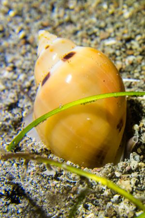 Butterfly-Wing Sand Shell