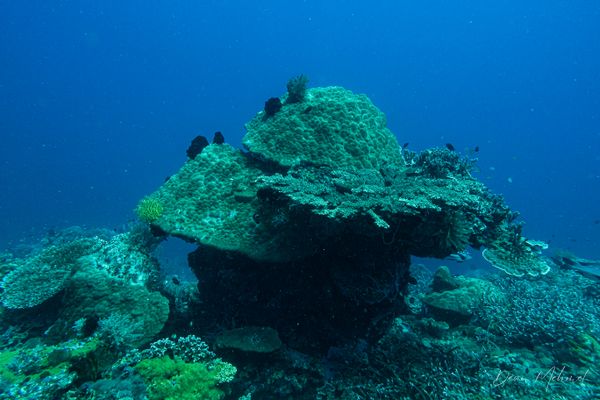 Coconut Point encounter 10