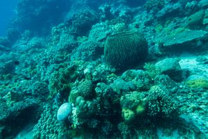 Indo-Pacific Giant Barrel Sponge
