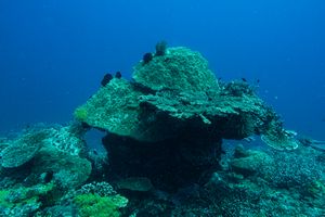 lattice table coral