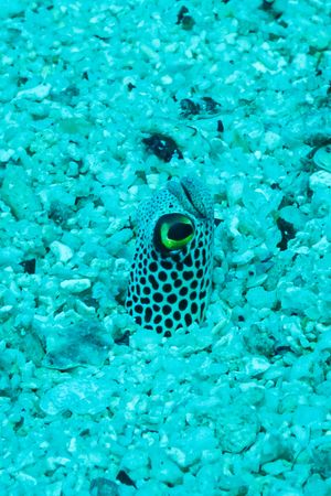 Spotted Garden Eel