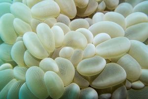 Bubble Coral