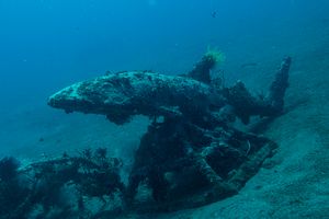 Gulf Wobbegong