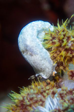 Flatormenis saucia