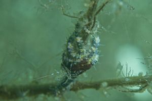 Dwarf Seahorse