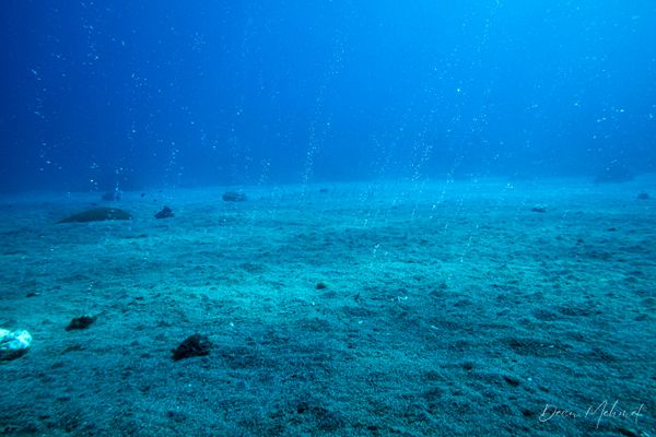 Archive frame - Dauin - 7 June 2026 - Dive 1 - Largahan