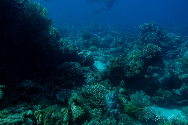 Archive frame - Dauin - 7 June 2026 - Dive 1 - Largahan