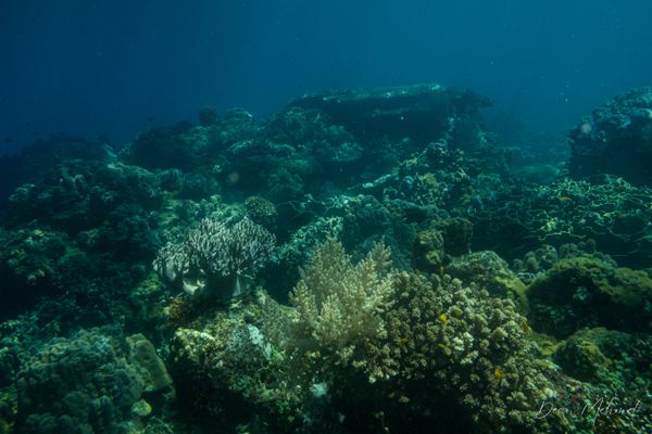 Archive frame - Dauin - 7 June 2026 - Dive 1 - Largahan