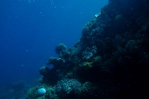 Bennett's Bushy Feather Star