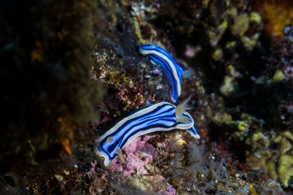 Archive frame - Dauin - 7 June 2026 - Dive 2 - Katipanan
