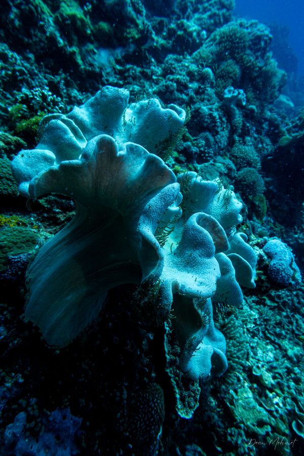 Archive frame - Dauin - 7 June 2026 - Dive 2 - Katipanan