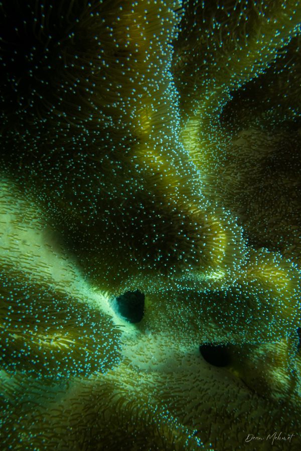 Archive frame - Dauin - 7 June 2026 - Dive 2 - Katipanan