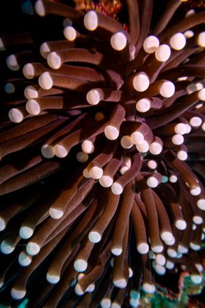 Mushroom Coral Shrimp