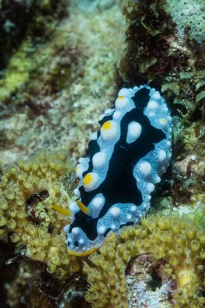 Phyllidia exquisita
