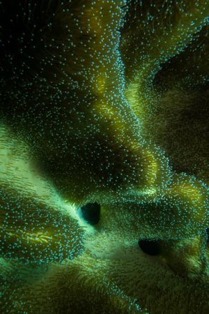blue coral