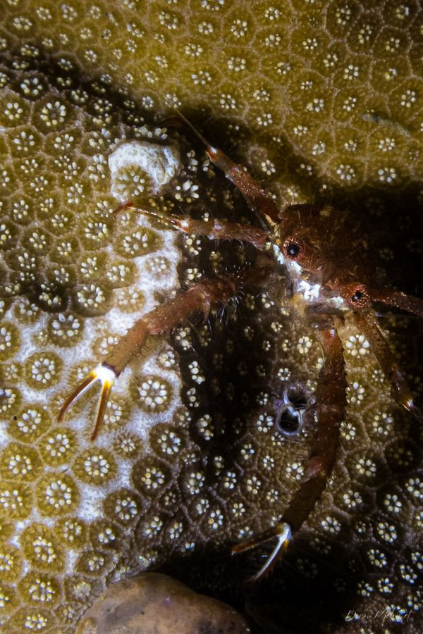 Critter House Reef Night Dive encounter 13